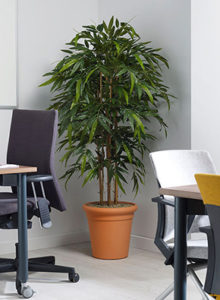 Bamboo Design plant