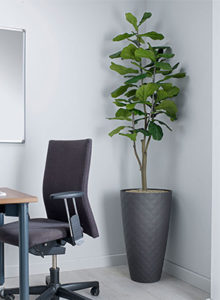 fiddle Leaf Fig Design plant